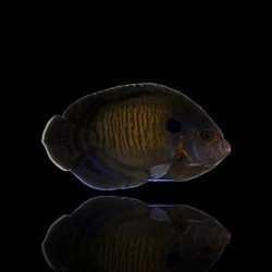 Centropyge Nox | Coralandfishstore.nl