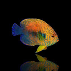 Centropyge Potteri | Coralandfishstore.nl