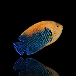 Centropyge Potteri | Coralandfishstore.nl