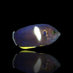 Centropyge Tibicen | Coralandfishstore.nl