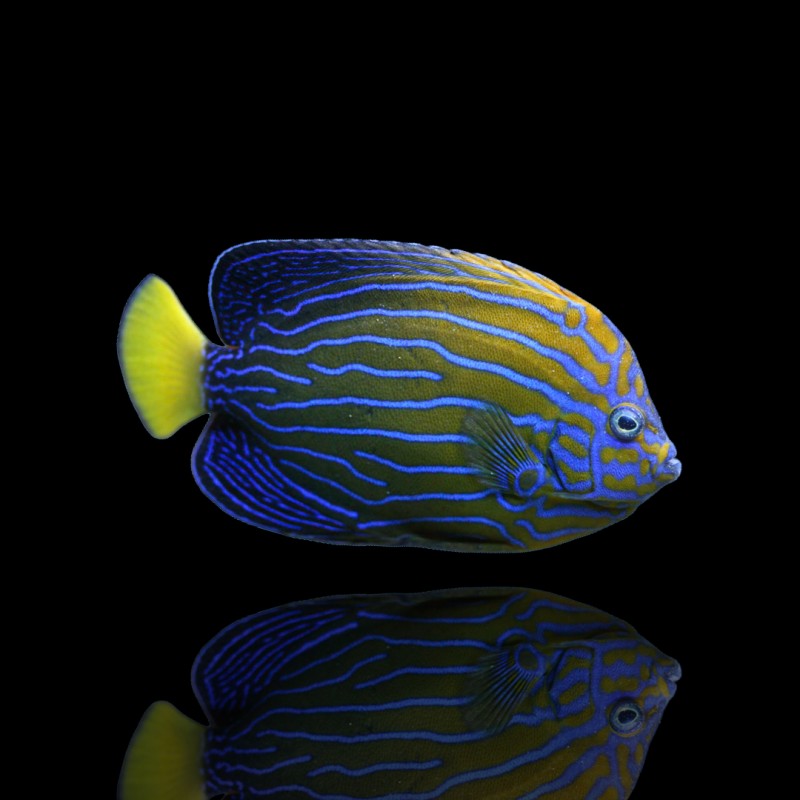 Chaetodontoplus du Nord