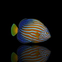 Chaetodontoplus Septentrionalis | Coralandfishstore.nl