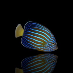 Chaetodontoplus Septentrionalis | Coralandfishstore.nl