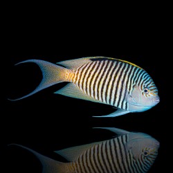 Genicanthus caudovittatus femelle | Coralandfishstore.nl