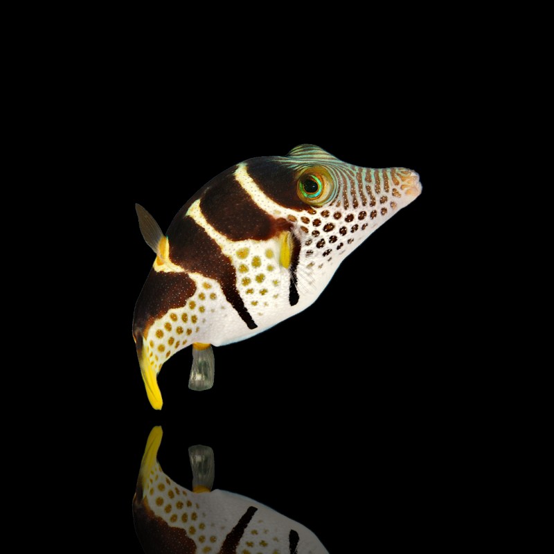 Canthigaster Valentini (M)