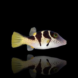 Canthigaster Valentini | Coralandfishstore.nl