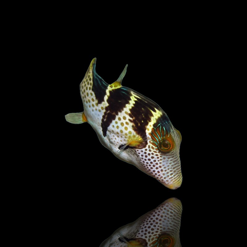 Canthigaster Valentini (M)