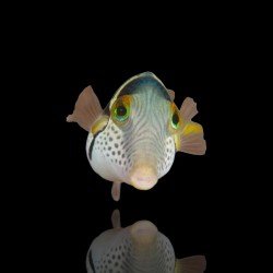 Canthigaster Valentini | Coralandfishstore.nl