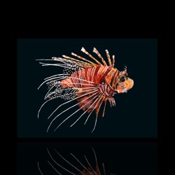 Pterois Antennata | Coralandfishstore.nl