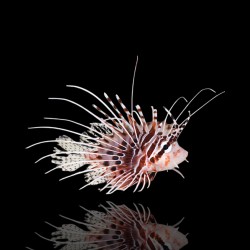 Pterois Antennata | Coralandfishstore.nl