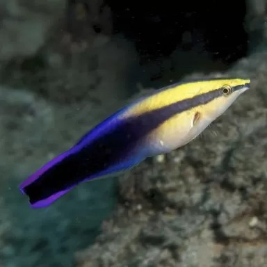 Labroides Phthirophagus