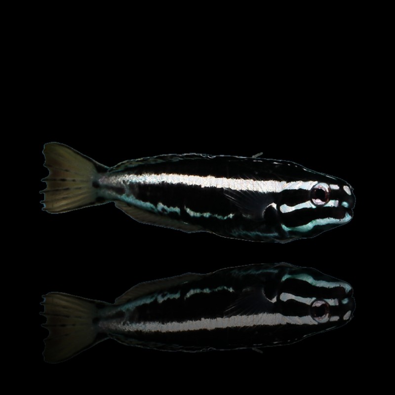 Meiacanthus kamoharai - Nakweek