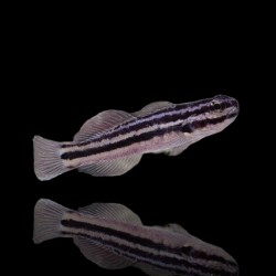 Amblygobius linki - acheter des reproducteurs ? | Coralandfishstore.nl