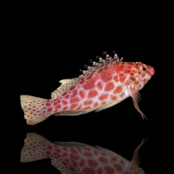 Cirrhitichthys oxycephalus | Coralandfishstore.nl