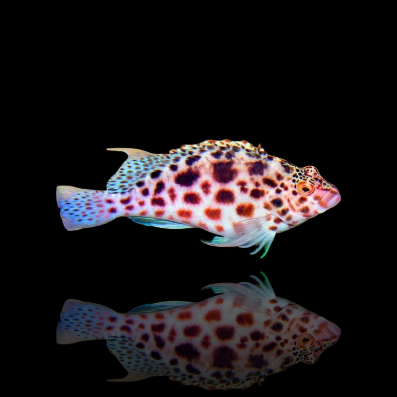 Cirrhitichthys oxycephalus