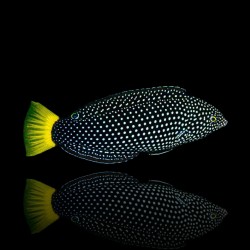 Anampses Melanurus | Coralandfishstore.nl