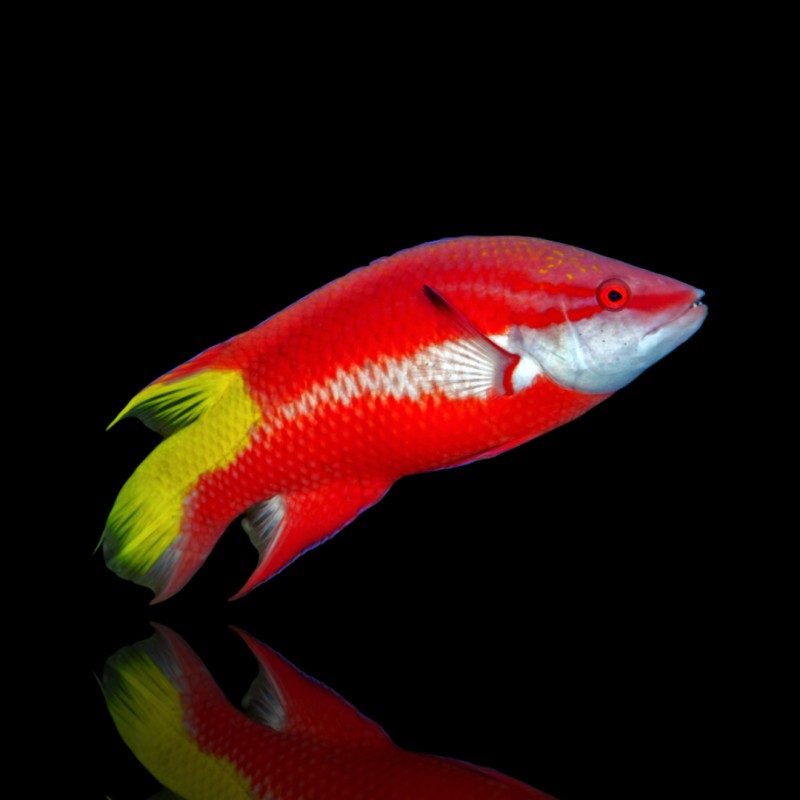 Bodianus der Schöne