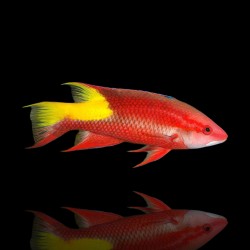 Bodianus Pulchellus | Coralandfishstore.nl