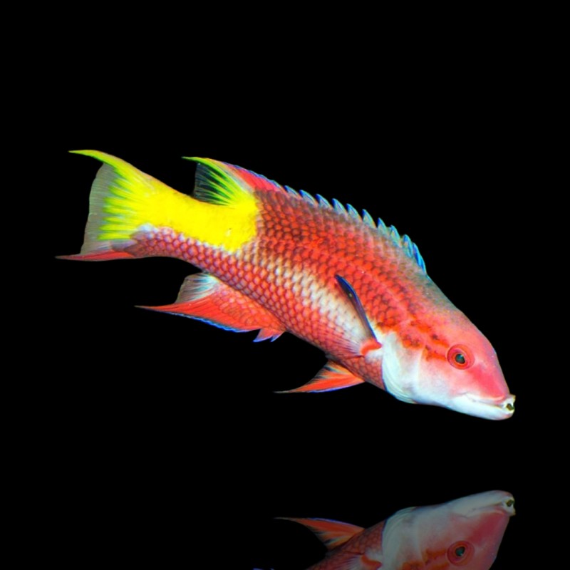 Bodianus le Beau