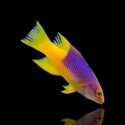 Bodianus Rufus | Coralandfishstore.nl