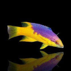 Bodianus Rufus | Coralandfishstore.nl