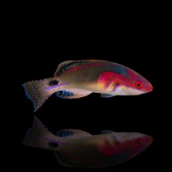 Cirrhilabrus Exquisitus | Coralandfishstore.nl