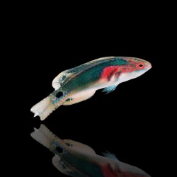 Cirrhilabrus exquis | Coralandfishstore.nl