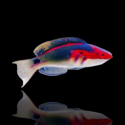 Cirrhilabrus exquis | Coralandfishstore.nl