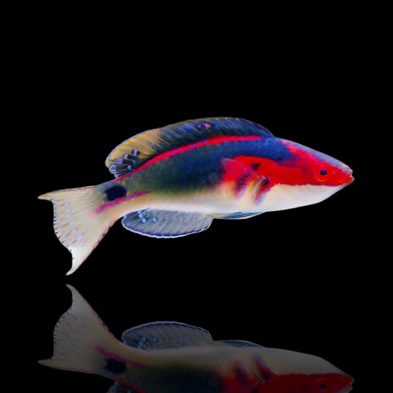 Le Cirrhilabre exquis