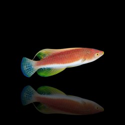 Cirrhilabrus Filamentosus | Coralandfishstore.nl