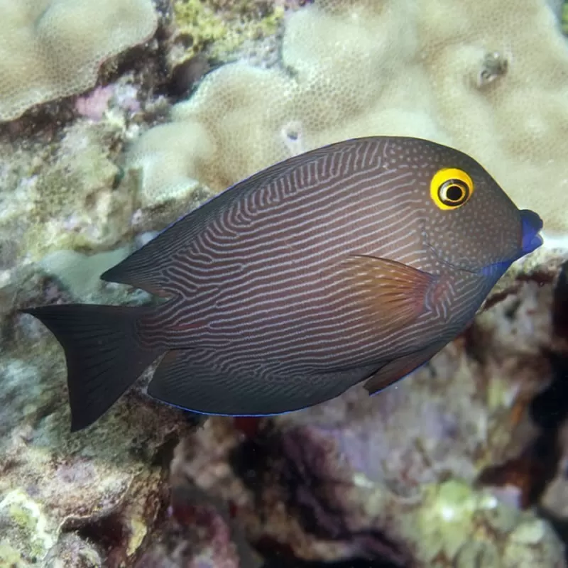 Ctenochaetus Strigosus M Ctenochaetus Strigosus M