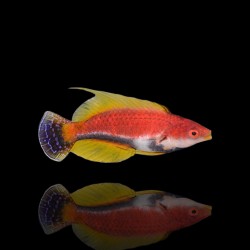 Cirrhilabrus Filamentosus | Coralandfishstore.nl