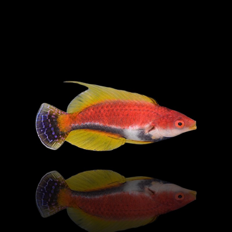 Cirrhilabrus Filamentosus