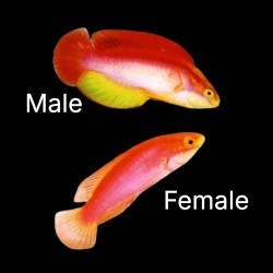 Cirrhilabrus Jordani | Coralandfishstore.nl