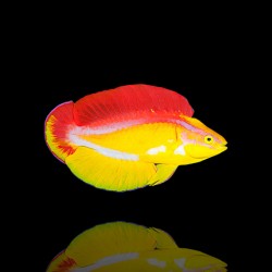 Cirrhilabrus Jordani | Coralandfishstore.nl