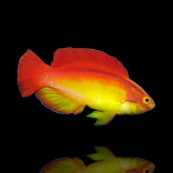 Cirrhilabrus Jordani | Coralandfishstore.nl