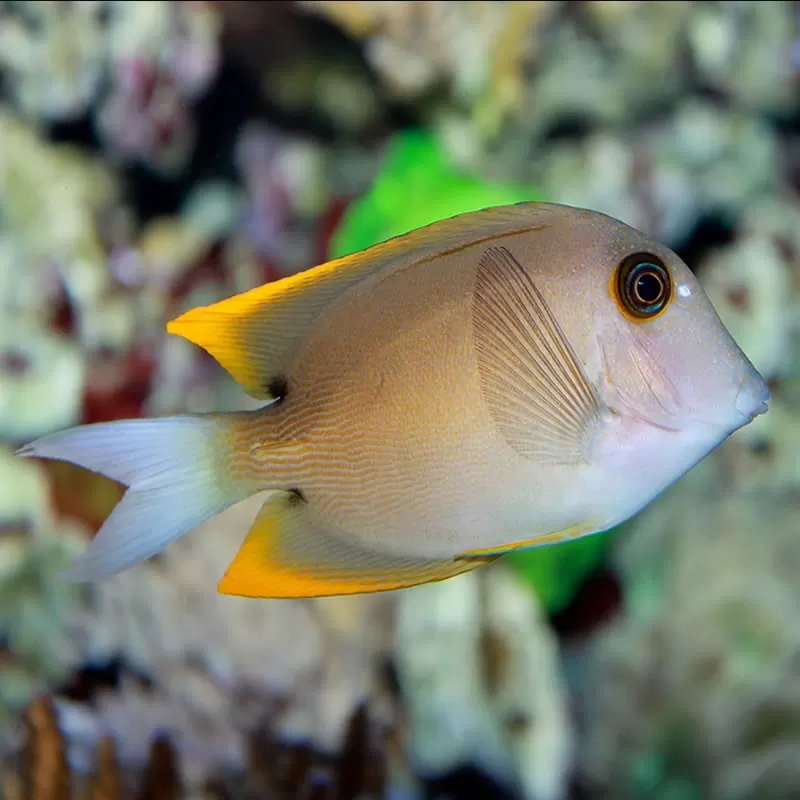 Ctenochaetus Tominiensis M Ctenochaetus Tominiensis M