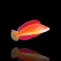 Cirrhilabrus rubripinnis | Coralandfishstore.nl