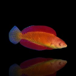 Cirrhilabrus Rubripinnis | Coralandfishstore.nl