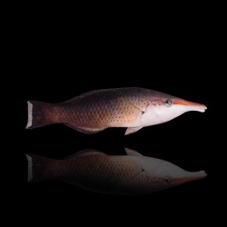 Gomphosus Caeruleus Braun | Coralandfishstore.nl