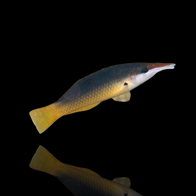 Gomphosus Caeruleus Brown (M) Weibchen