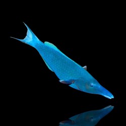 Gomphosus Caeruleus Vert | Coralandfishstore.nl