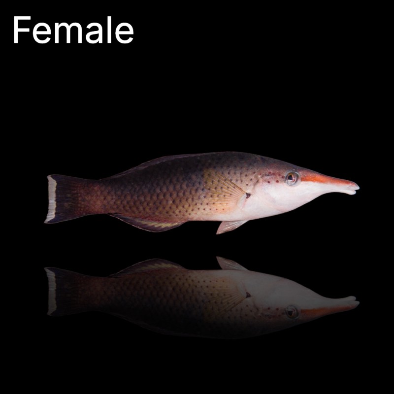 Gomphosus Caeruleus Vert (M) Mâle