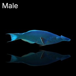 Gomphosus Caeruleus Vert | Coralandfishstore.nl