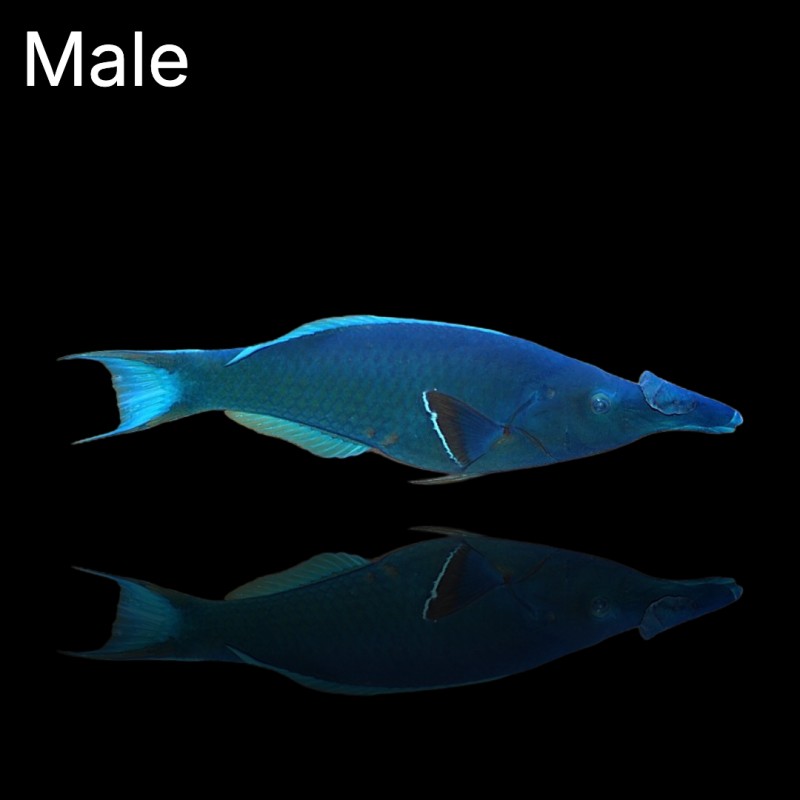 Gomphosus Caeruleus Green (M) Männchen