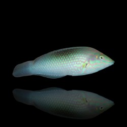 Halichoerus Chloropterus | Coralandfishstore.nl