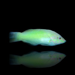 Halichoerus Chloropterus | Coralandfishstore.nl