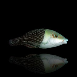 Hemigymnus melapterus | Coralandfishstore.nl
