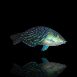 Hemigymnus melapterus | Coralandfishstore.nl