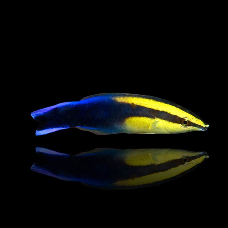 Labroides phthirophagus